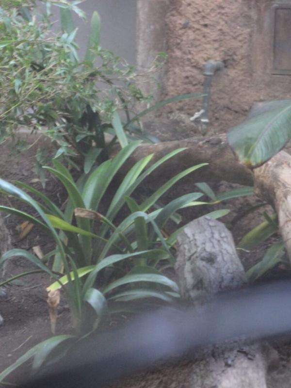 Au coeur du zoo le plus beau du monde