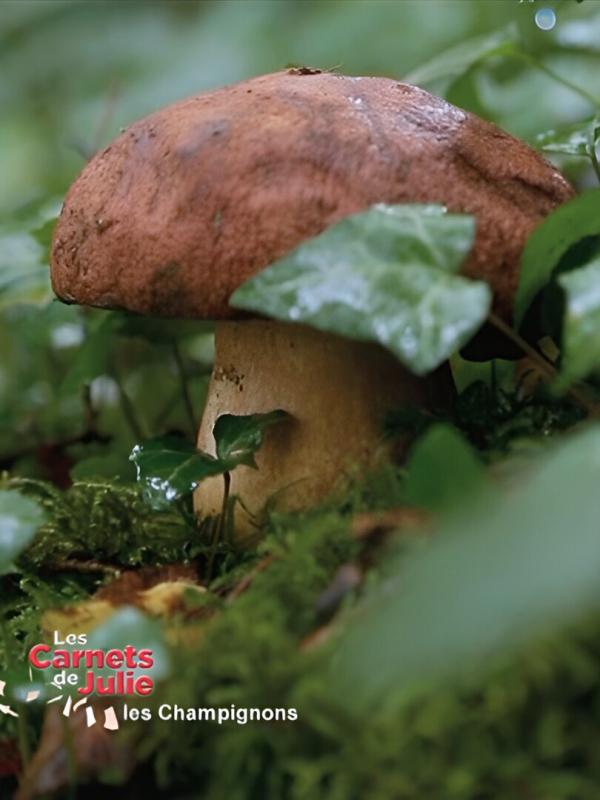 Les carnets de Julie