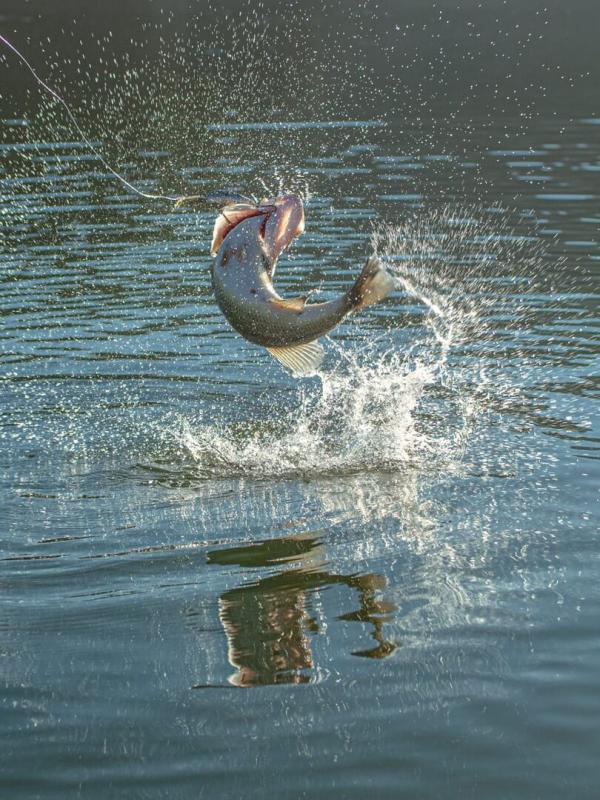 J'irai pêcher chez vous