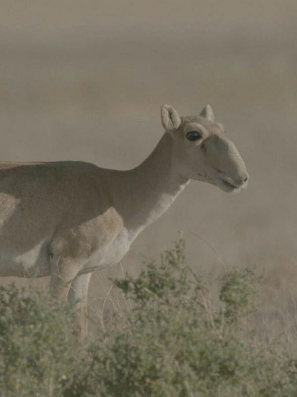 Destination Wild : Mongolie