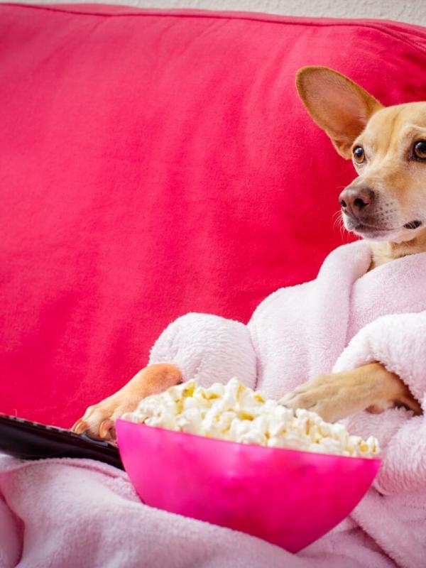 Le grand bêtisier des animaux