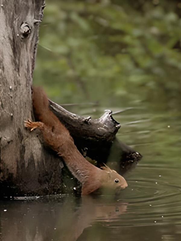 Ecureuil : les tribulations d'une forestière