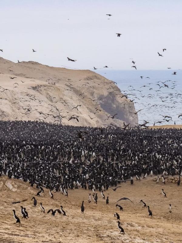 Destination Wild : Pérou sauvage