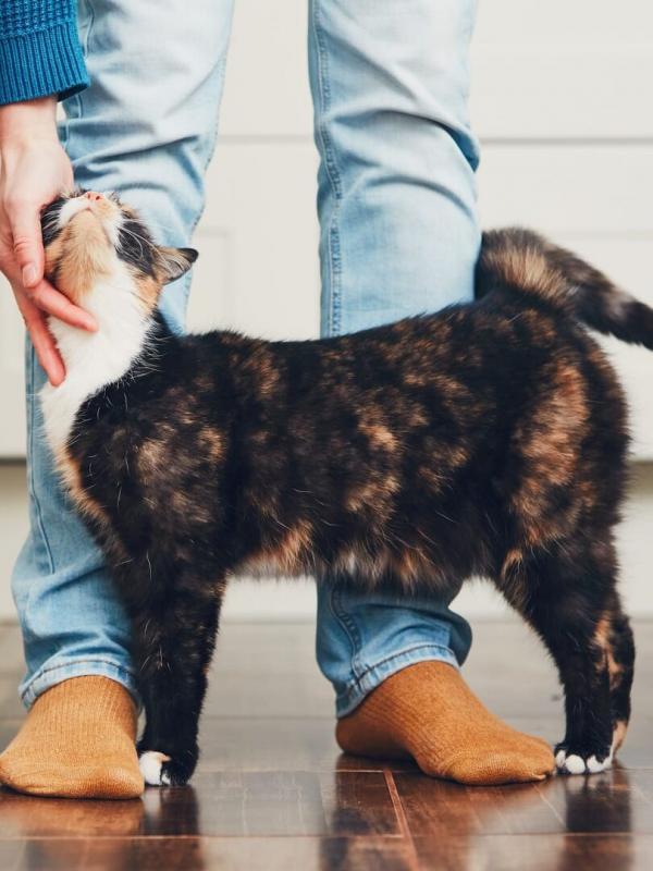 Pense bête (Télésambre)