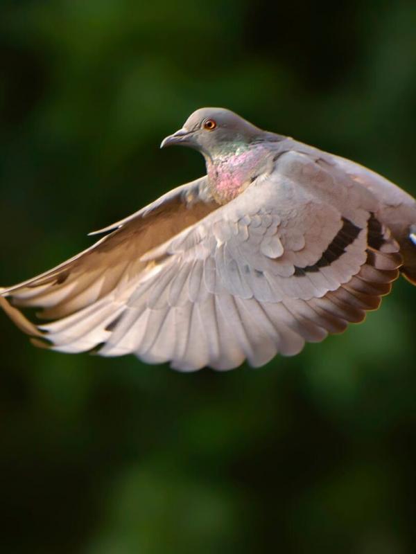 Tous fous du calibre 20