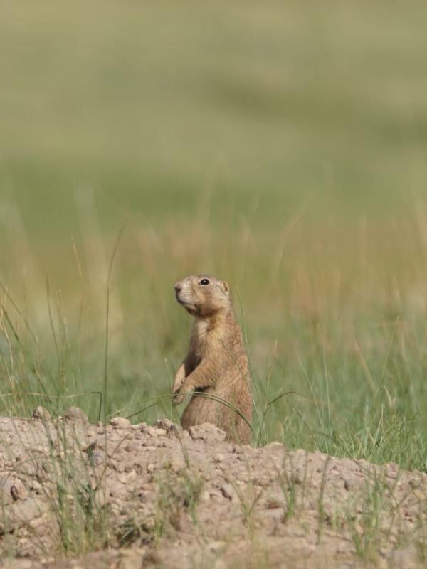 La dynastie des chiens de prairie