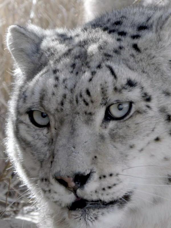 Kirghizistan, espoir pour les panthères des neiges