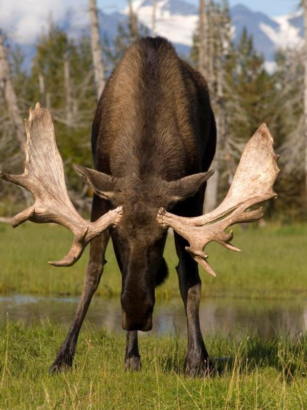 Les animaux déraillent