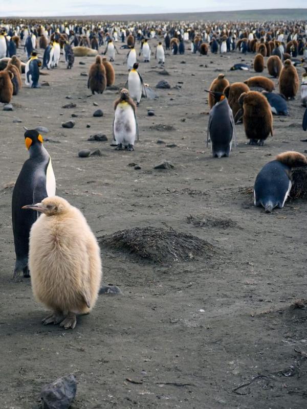 Les îles Kerguelen : Aux confins du monde