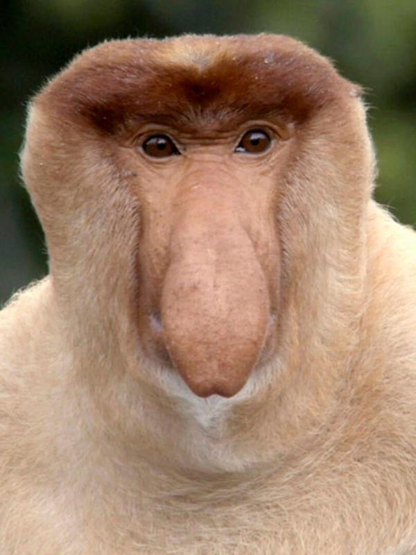 L'Indonésie sauvage