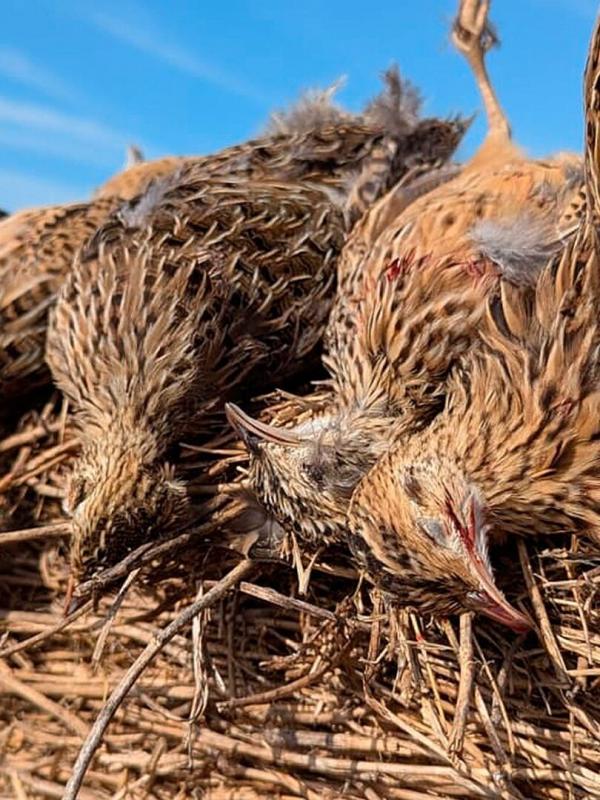 Tous fous du calibre 20