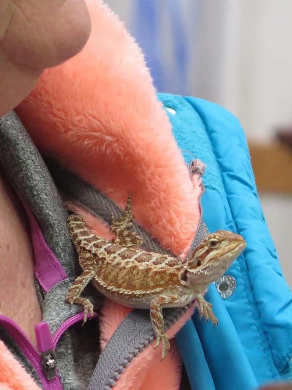 L'incroyable Dr Pol Compilations