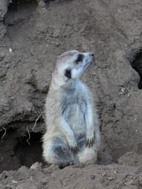 Au coeur du zoo le plus beau du monde