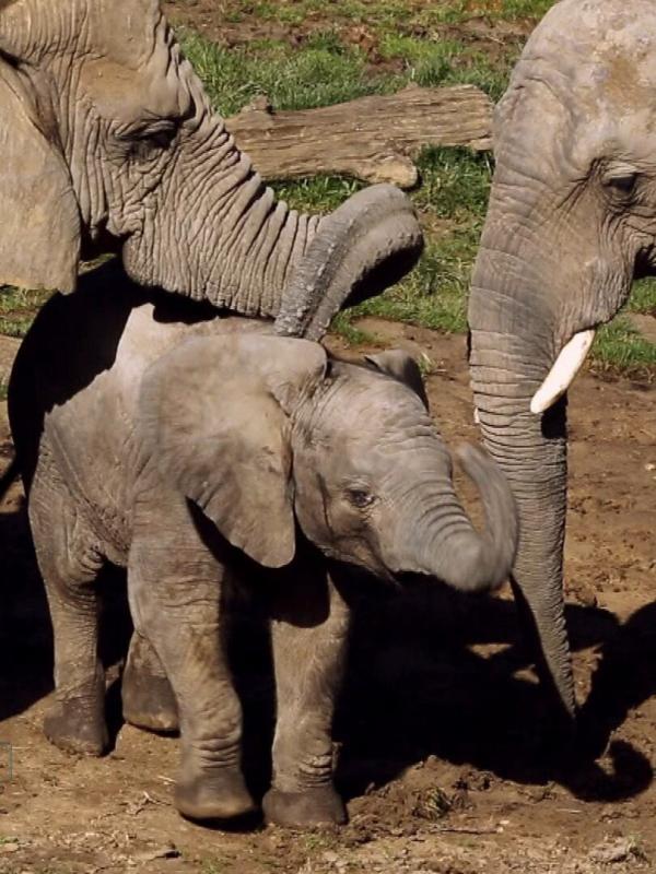 Vétérinaires, leur vie en direct