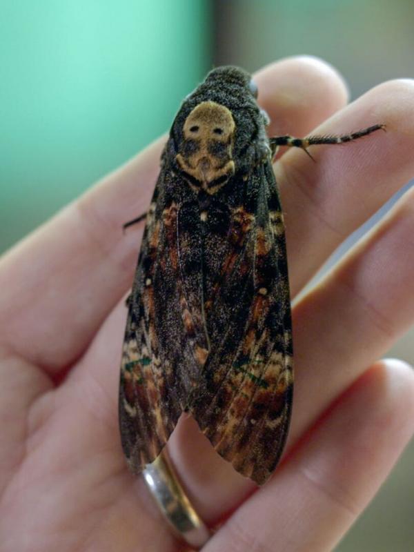 Les papillons, ces super héros de la nature