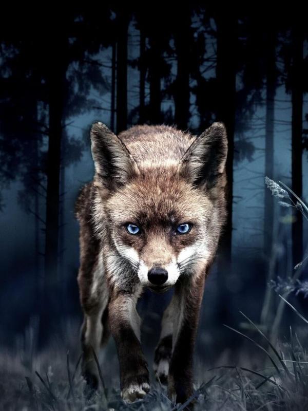 Japon, un nouveau monde sauvage