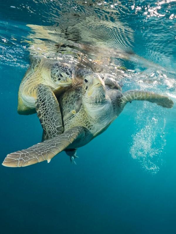 De l'espoir sous l'océan