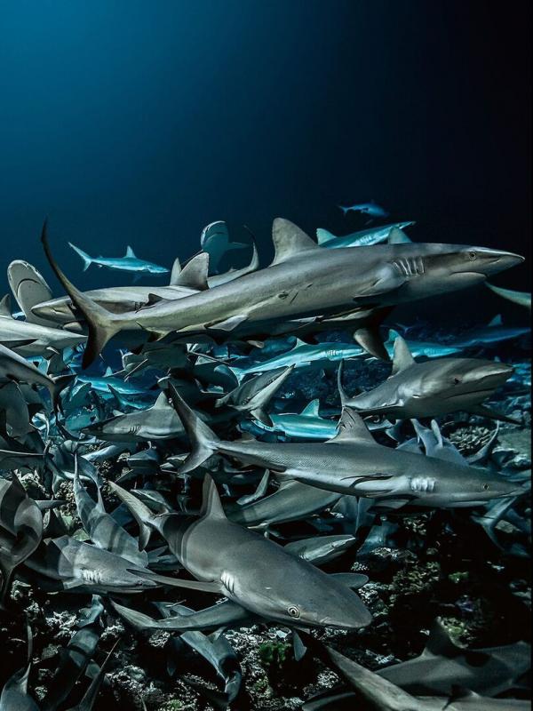 Cinquante nuances de requins