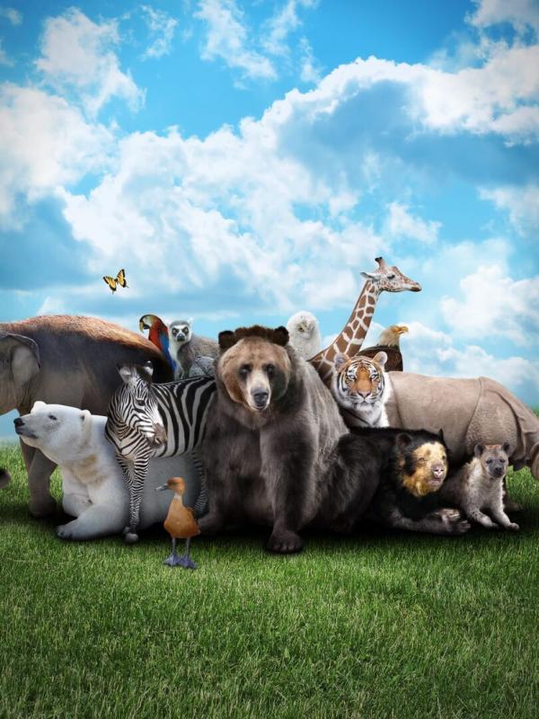 Les héros des animaux