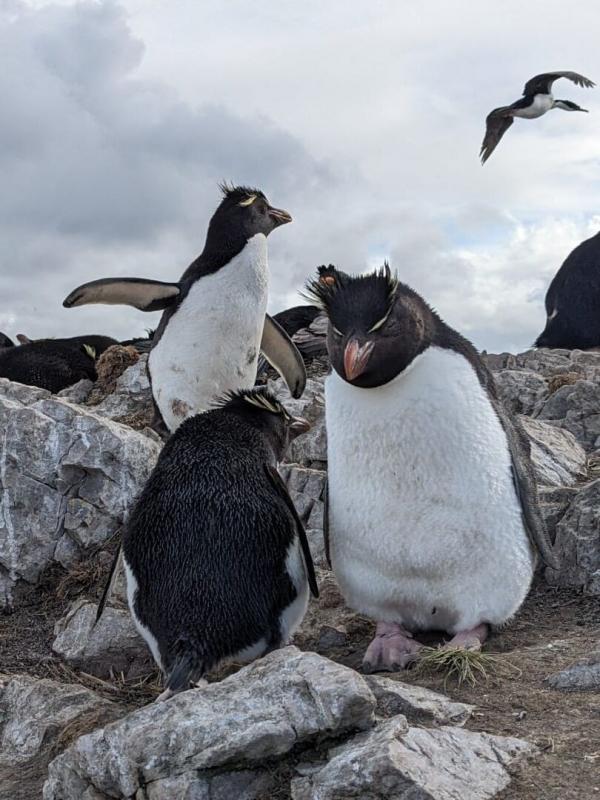 Carnet des Malouines