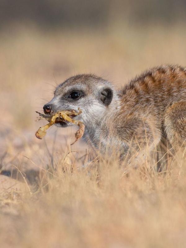 Le clan des suricates, nouvelle génération