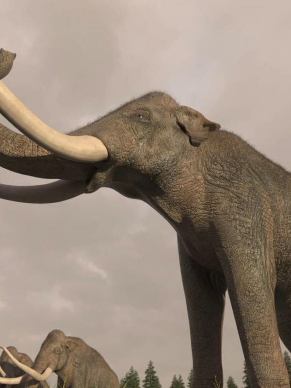 Les animaux disparus