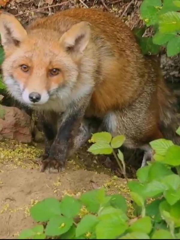 Le jardin extraordinaire