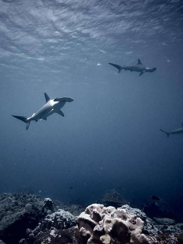 Au plus près des requins