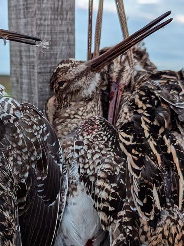 Tous fous du calibre 20