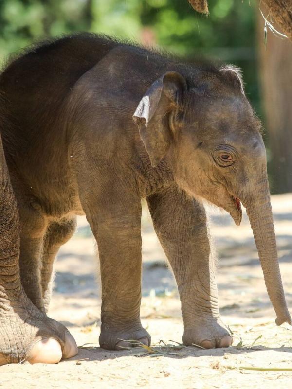 Expédition Pairi Daiza