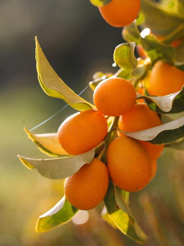 Cuisines des terroirs