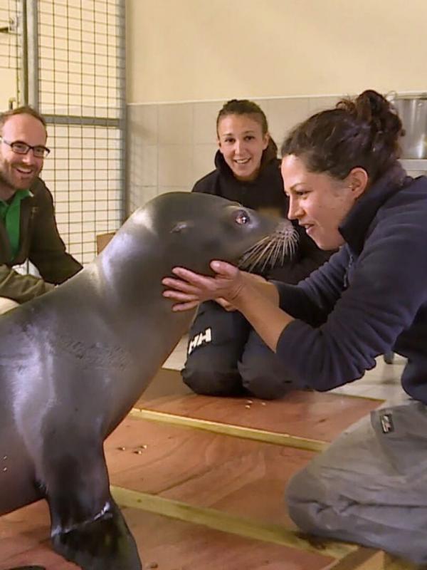 Vétérinaires, leur vie en direct