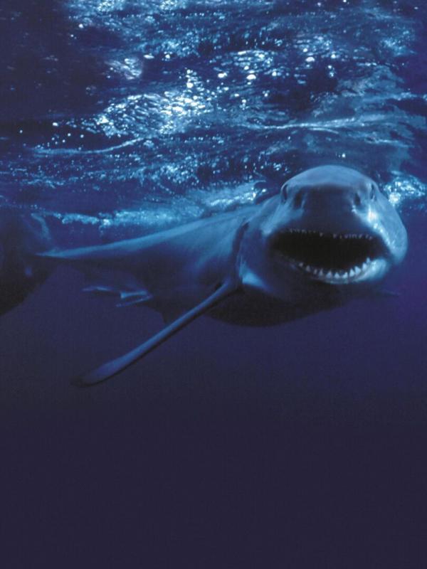L'attaque des requins tueurs