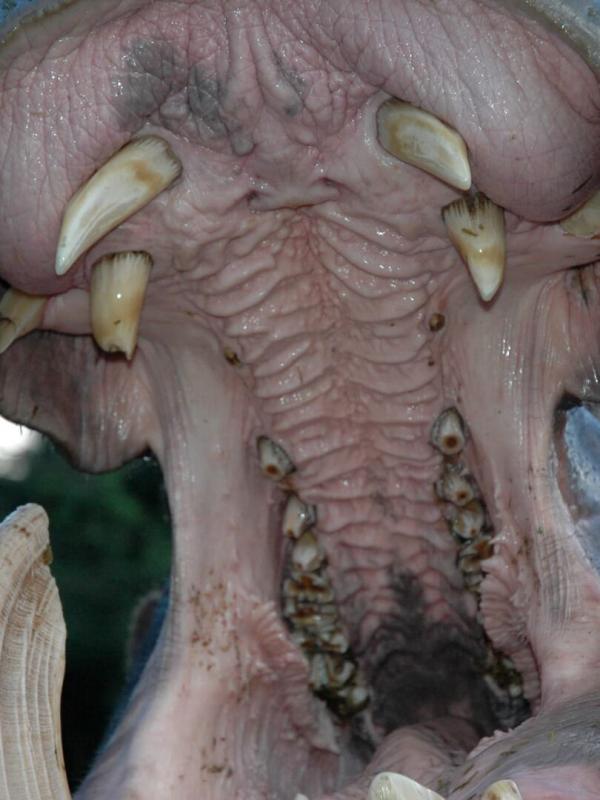 Les hippopotames d'Escobar