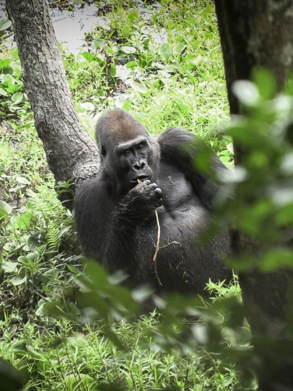 Idjanga, la forêt aux gorilles