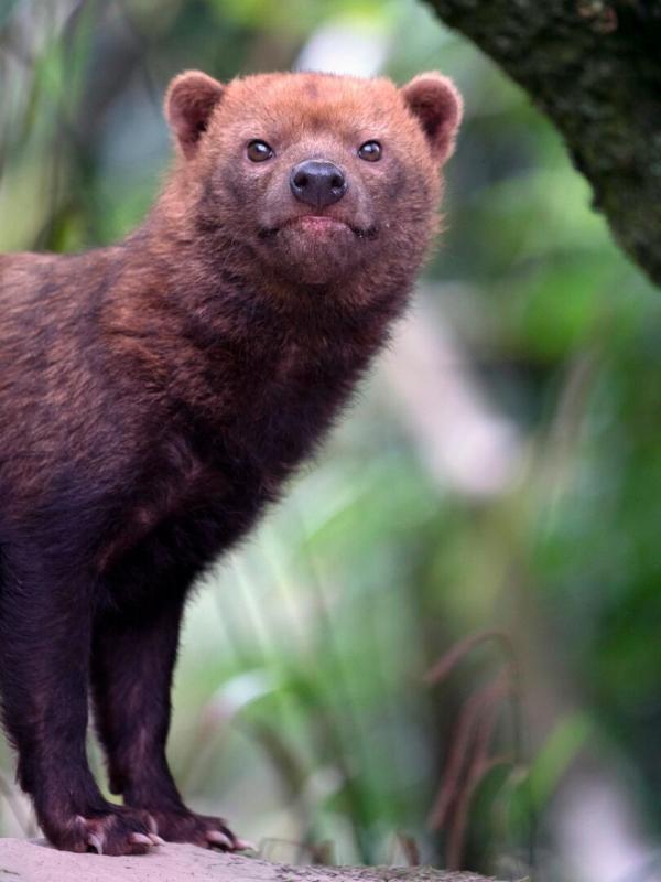 La grande famille des chiens