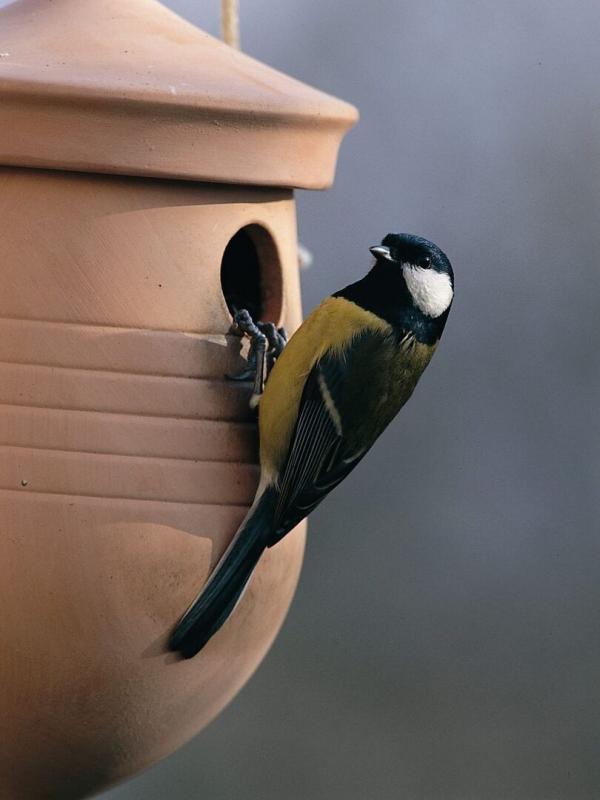 Un siècle pour les oiseaux