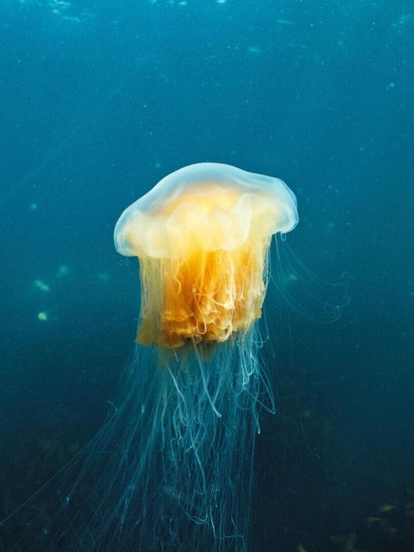 Au coeur de la Scandinavie