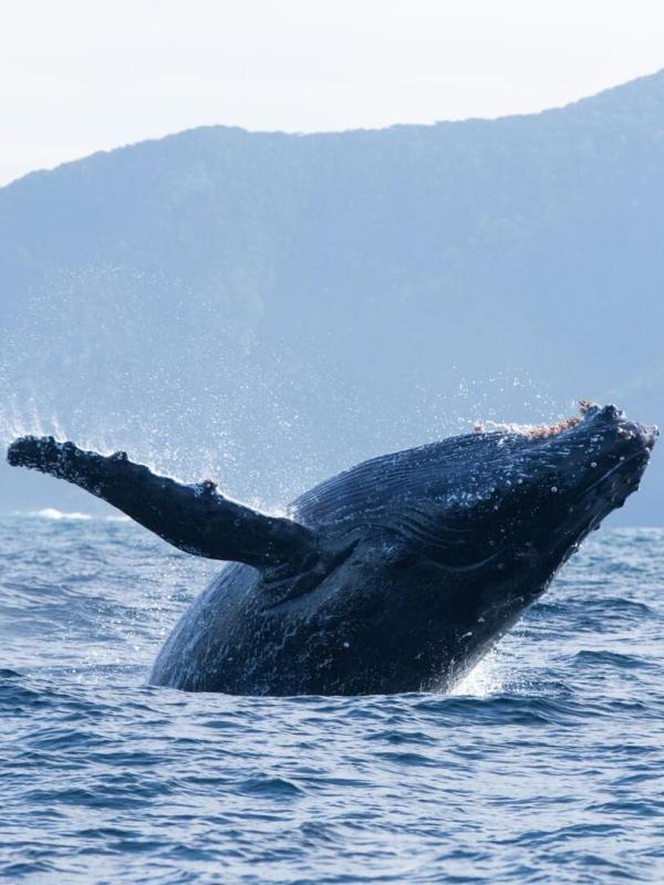 David Attenborough : L'appel de l'Océan