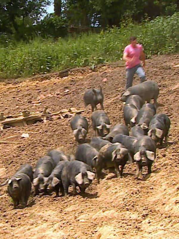 Les carnets de Julie