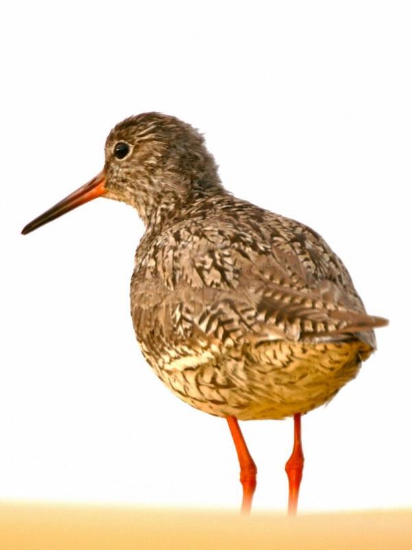 La Charente Maritime, passage obligé !