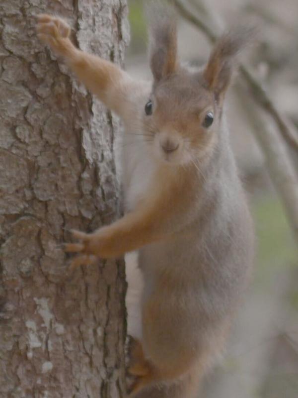 Destination Wild : Merveilles de Scandinavie