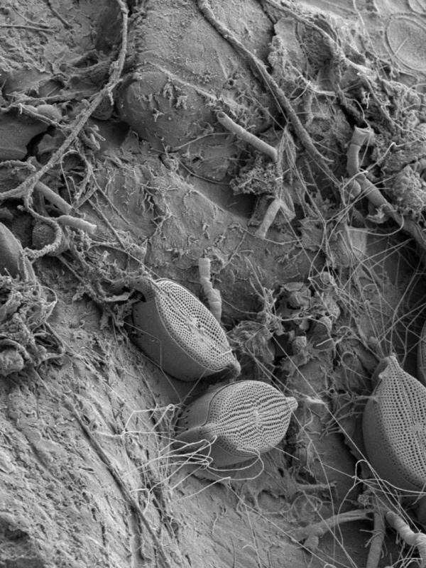 Plastique et vie marine : Une cohabitation à la dérive