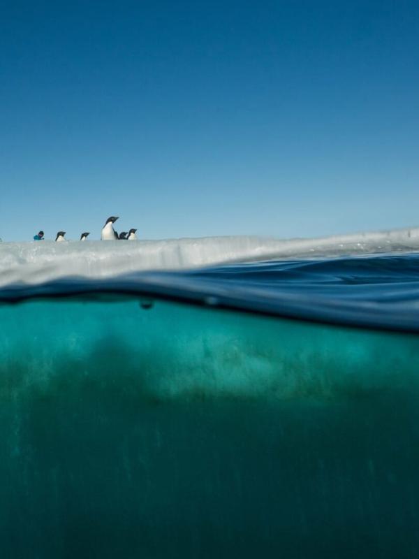 Antarctica, sur les traces de l'empereur