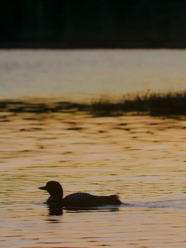 Les huards dans la brume