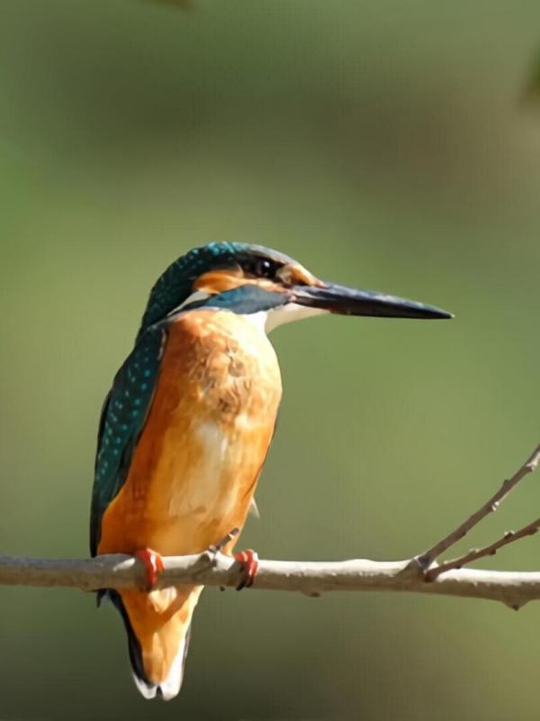 Le combat pour les oiseaux, dans le ciel d'Israël