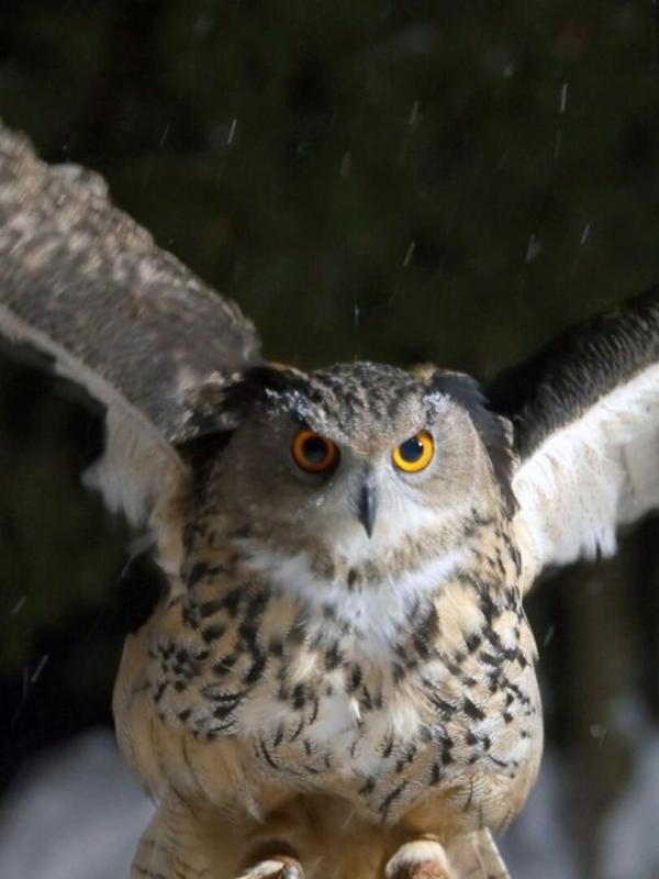 Invitation au voyage