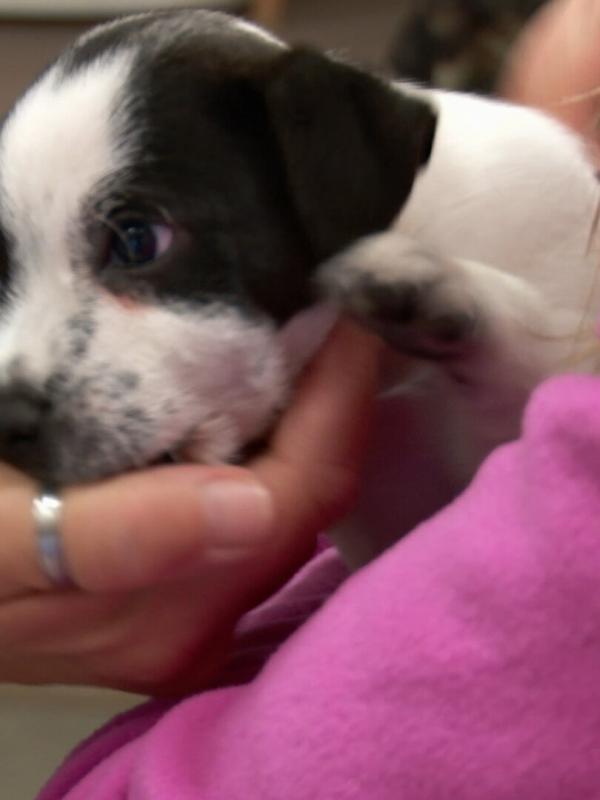 L'incroyable Dr Pol Compilations