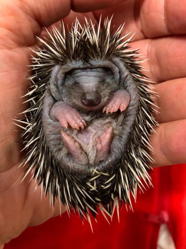 A la rencontre du hérisson