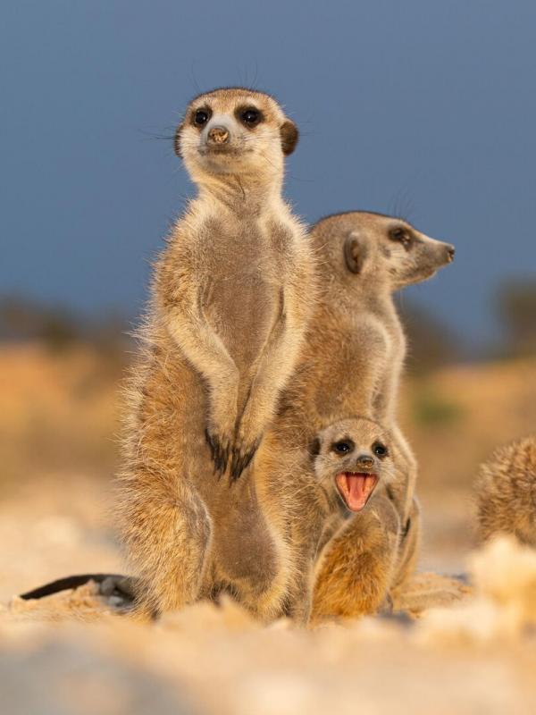 Le clan des suricates, nouvelle génération